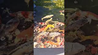 Nursery Evening ... #springdiaries  #nursery #desi #tampabay  #springvibes