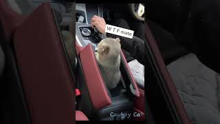 Emotional Damage #catvideos #cat #cute #cowboycat