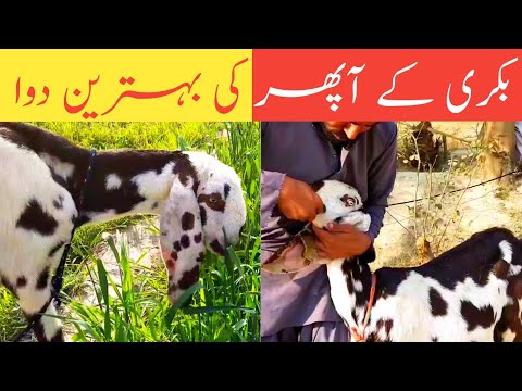 بکریوں کے آپھر کی بہترین دوا || جانوروں کے آپھر اور ہاضمے کی سیرپ || آزمائی ہوئی دوا