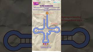 DNA | RNA | t-RNA | Molecular Basis of Inheritance  #cbse12thbiology #neetnotes #class11biology