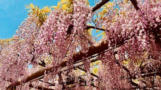 Enchanting & Captivating Wisteria, Azalea & Camellia. #椿 #藤の花 (fuji no hana) #springflower