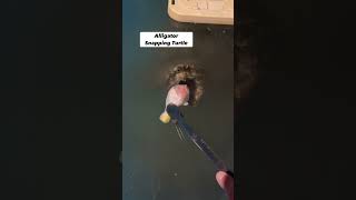 Alligator Snapping Turtle vs Snapping Turtle!!! 😱🐢#shorts #turtle
