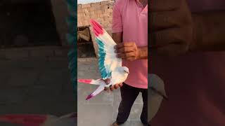 k #viral #jatt #kabutar #kabuter #punjabi #shonki #shonkibande #shortvideo #vlog #youtube