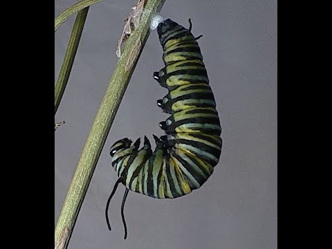 Tinge the Monarch Caterpillar almost ready to pupate!