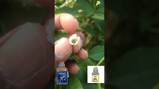 Best Solution for BlackThrips in Chilli 🌱🌱. #piindustries #piindia #mahimahesh
