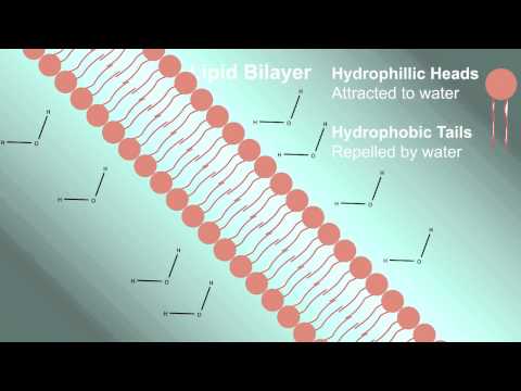 Cell Membrane (Plasma Membrane)