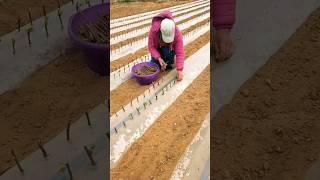 #short #satisfying #agriculture #agritools#farming2024  #youtubeshorts #EliteShortsUnleashed #1459