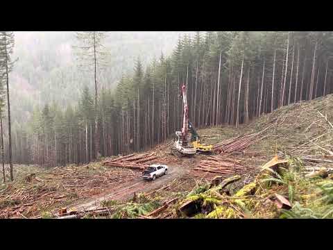 Logging in Forks, Wa