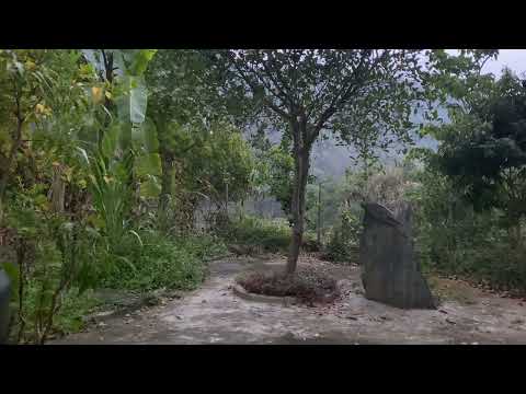 “Relax with Morning White Noise - Peaceful Nature Sounds”