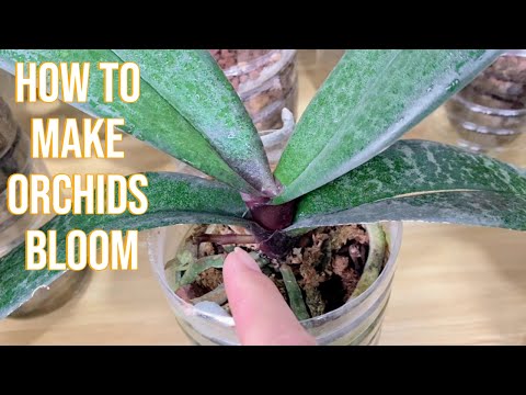 How to Make Orchids Bloom: The Perfect Temperature for Flower Spikes #orchid