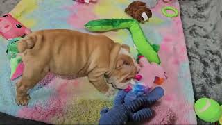 UptownGirl Playing! Sugarplum Bulldogs!