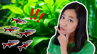 Why Are My Fish Always Hiding? (5 Easy Fixes)