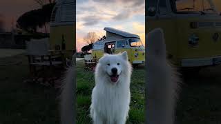 #whitedog #explore #cute #fyp #blogger_de #hund