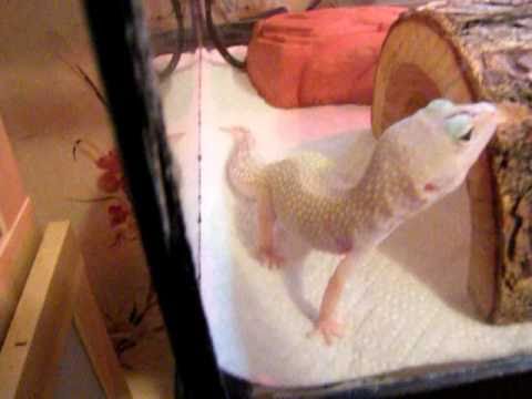 Leopard Gecko Update