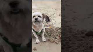 So cute 🐶🥰 #dog_features #kittenkisses #doodlelovers #fbreels #viralreels #viralpost