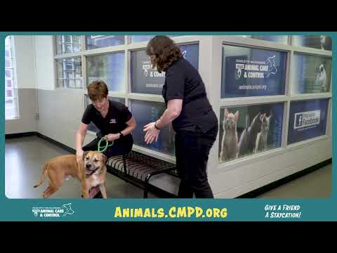 CMPDACACStay101022301