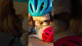 Cyclist's accident🐕😭🐱😧❤️ #shortvideo #shorts #cat  #dog  #funny #cats #catshorts #dogshorts #西施