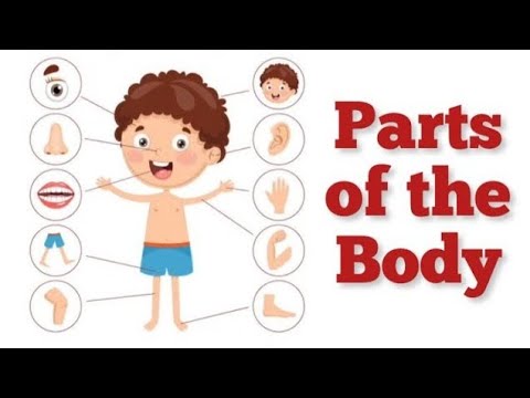 Body Parts | Body Parts Name for Kids | Toddlers Learning Video | #kidslearning 