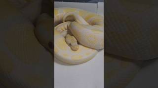🌞 is back on food and looking👌 #pythonregius #ballpython #exotics #pet #petlover #snake #shorts
