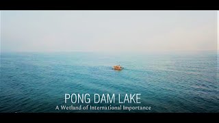Pong Dam Lake, A Wetland of International Importance