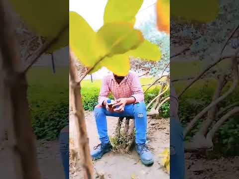 #hindi #song shorts #tum piyo to#gnga jalhai ye