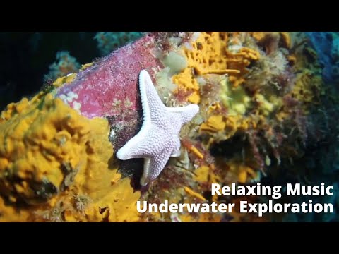 Beautiful Underwater Exploration Video - Relaxing Music for Stress Relief, Sleep and Meditation