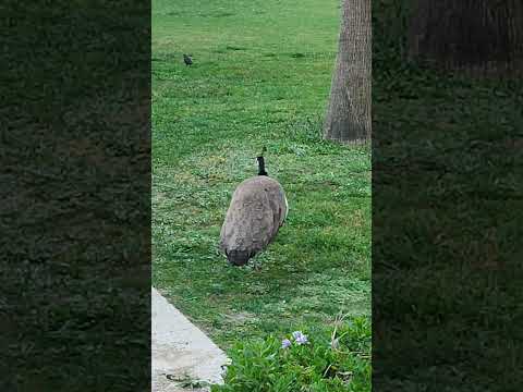 two female peacocks in a Park in Faro/Portugal