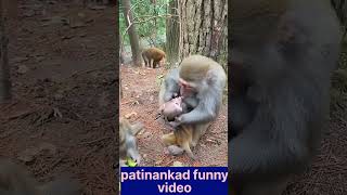 pati mankada