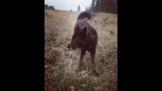 😍AGGRESSIVE  WOLF-😍 FUNNY-CUTE - Awesome Funny Pet Animals 😇 #short