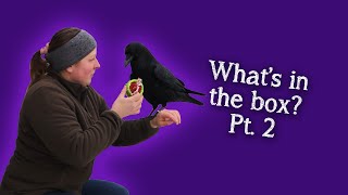Fable the Raven | What's In The Box? Episode 2 | Gifts for Fable!