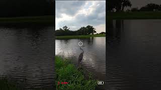 A Gator and a Heron CRASHED my DRONE!! #gator #heron #drone