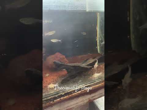 Checking out Gwens Aquatics #bluekingtetra #corydoras #aquascapegallery