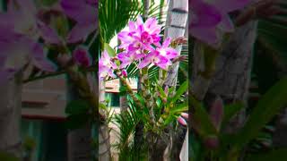 #orchidslover #orchidcare #gardeningideas #homegardenideas ✨✨✨✨✨💙💙