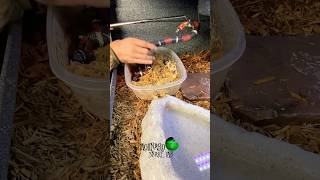 Do we have eggs yet? #hognose #molinarosnakelab #reptiles #snakes #snakebreeding #hognosebreeding