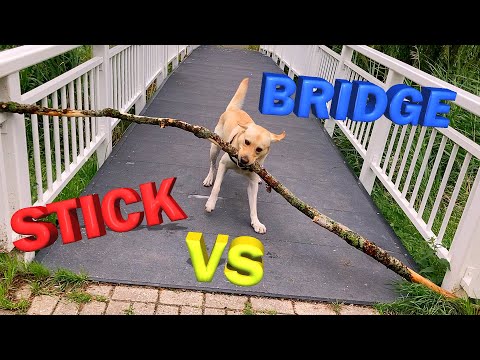 My dog and his big stick vs the bridge : Part 2 #dog