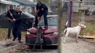 Anonymous reporting may help get dangerous dogs off the streets