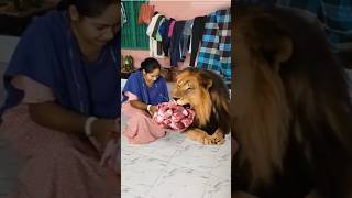 Today I fed the lion a bellyful of meat   #aicomedy, @airongotamasha   #aimemes #aishorts