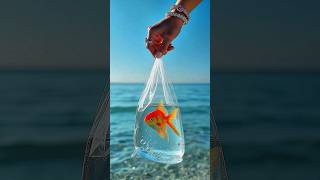 🐠Your dream is already on its way #yourdream #goldenfish #visualcalm #slowmagic #life #dreamvisuals