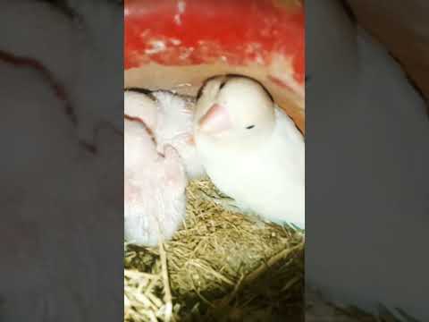 #religion #trending #birds #albinolovebirds #lovebirds #viral #albiononline #parrot #welovebirds