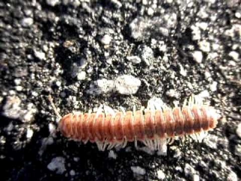 Creepy Centipede