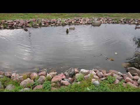 Ducks in Water [4k]