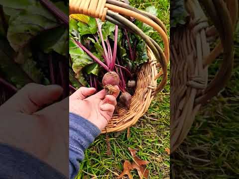 Homegrown beets #homegrown #harvest #beets #gardening #freshproduce #healthyfood #gardenlife