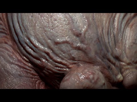 Blobby Dreams quick sculpt
