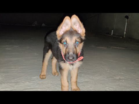 GERMAN SHEPHERD PUPPY Barking 😁 || ANGRY  GUGGU