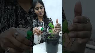 Garden Plus(UGC)X Monkey Studios| Brand Communication | Reels, Shorts, Films, Ads, Digital Marketing