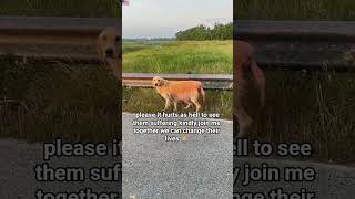 kindly donate link in bio to support him #USA#AmericanDogs#AmericanDogLovers#uk#german