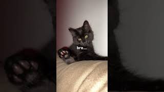 what is even bro's doing 😭🐈‍⬛ #catlovers #catgram #funnycats #catsofyoutube #catshorts