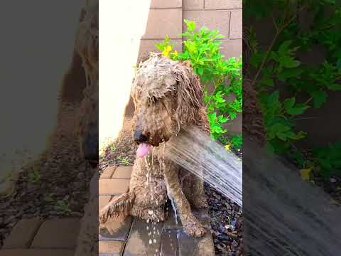 Happy Dog Getting Sprayed With Hose! 😂 #happy #dog #funny #shorts