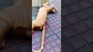 TAIL MOVEMENTS 😯🐾 #cattales #catlife #meowslovers #kitty #kitten #catcartoons