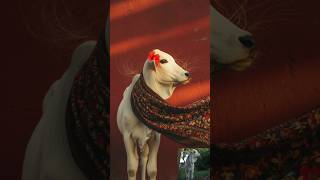 Vrinda ko bhi Viral Trend Join krna hai 😍| Google Gemini Viral Trend 90s Pic filter #cowsblike #cow